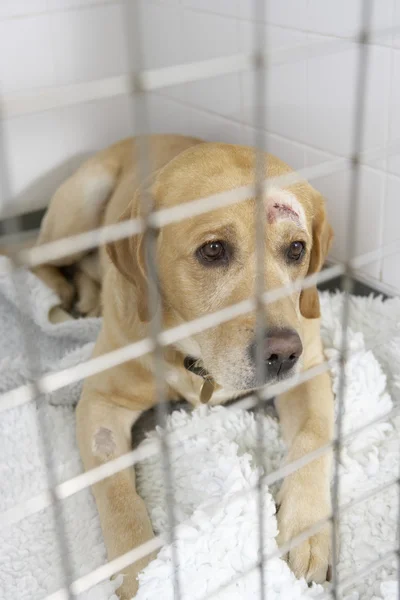Pes zotavuje v CHS veterináře — Stock fotografie