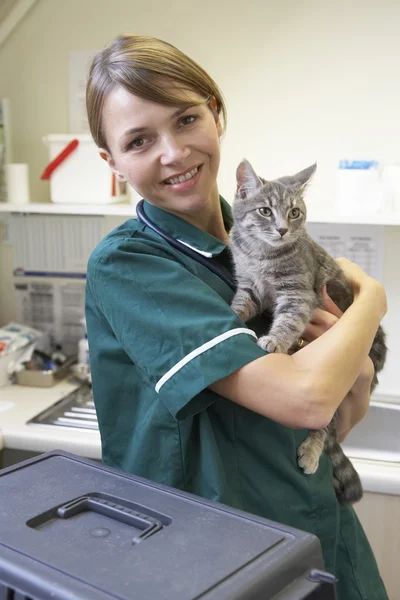 Vet segurando gato em cirurgia — Fotografia de Stock