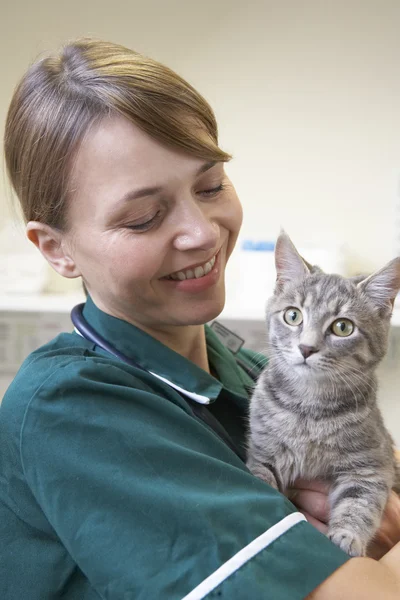 Tierarzt Hält Katze Chirurgie — Stockfoto