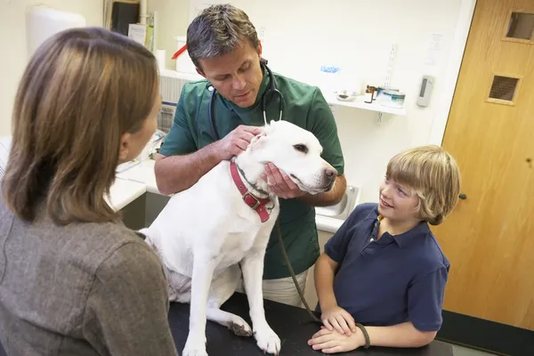 Niño Madre Tomando Perro Para Examen Por Veterinaria — Foto de Stock