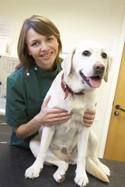 Tierarzt mit Hund in Chirurgie — Stockfoto