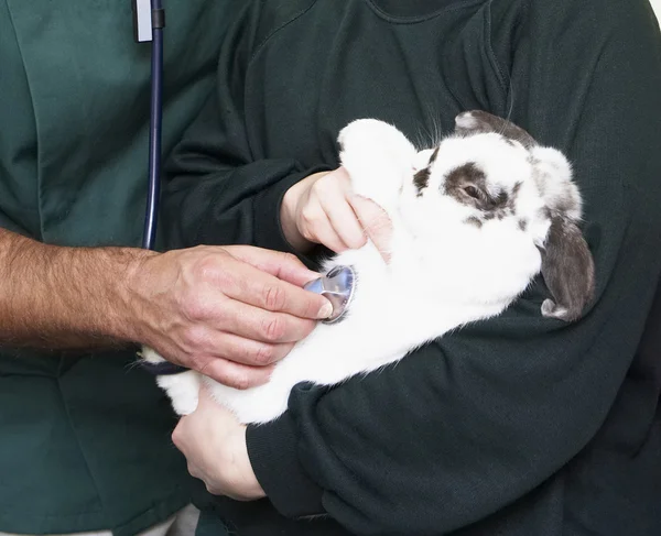 Niños llevando conejo enfermo a veterinaria — Foto de Stock