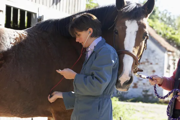 Vet Examinant Cheval Avec Stethescope — Photo