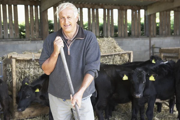 Landbouwer Schuur Met Kudde Van Koeien — Stockfoto
