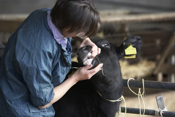 Veterinario che esamina il vitello — Foto Stock