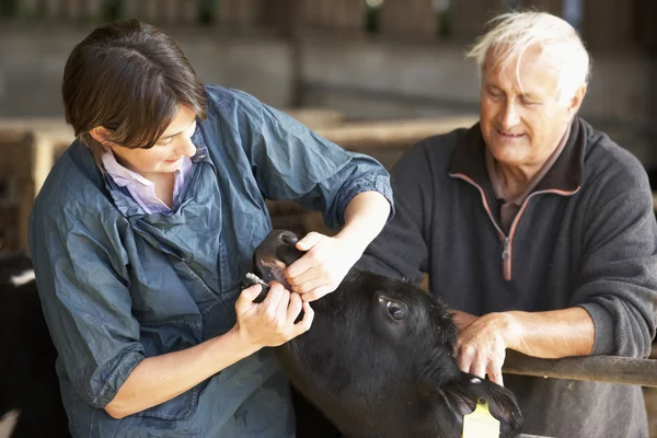 Agricultor Con Veterinario Examinando Ternera —  Fotos de Stock