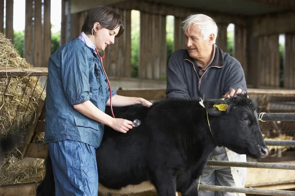Bonde med veterinär undersöka kalv — Stockfoto