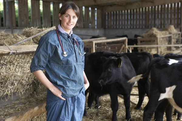 Porträt Eines Tierarztes Stall Mit Rindern — Stockfoto