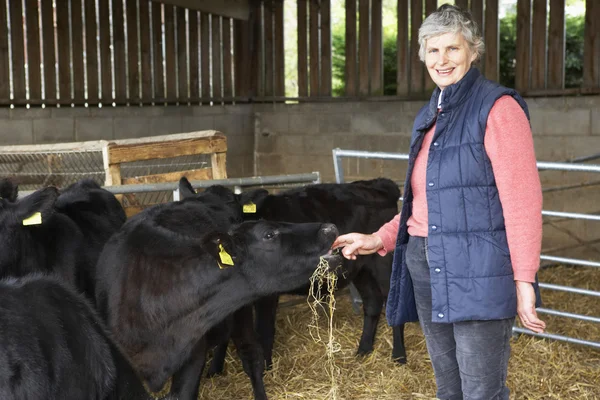 Μία αγρότισσα ταΐζει βοοειδή σε αχυρώνα — Φωτογραφία Αρχείου