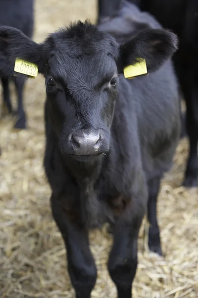 Calf In Barn — Stock Photo, Image