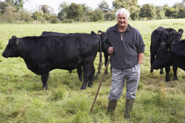 Ouvrier Agricole Avec Troupeau Vaches — Photo