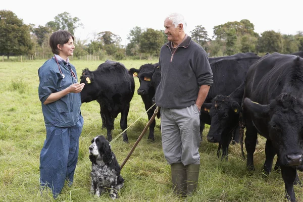 Αγρότης στην συζήτηση με τον κτηνίατρό στον τομέα — Φωτογραφία Αρχείου