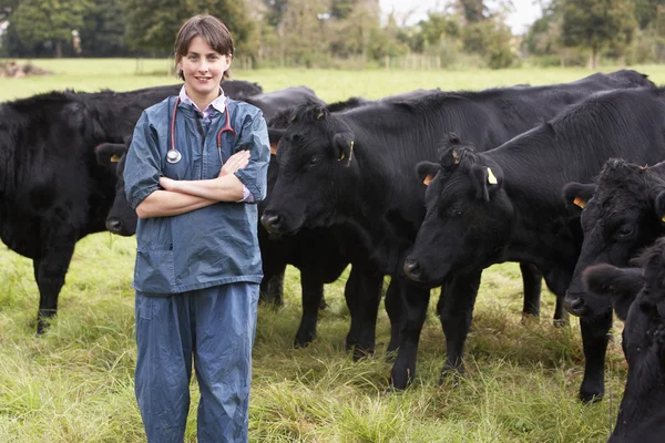 Portrait Vet Field Cattle — Stock Photo, Image