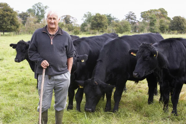Γεωργικός εργάτης με το κοπάδι των αγελάδων — Φωτογραφία Αρχείου