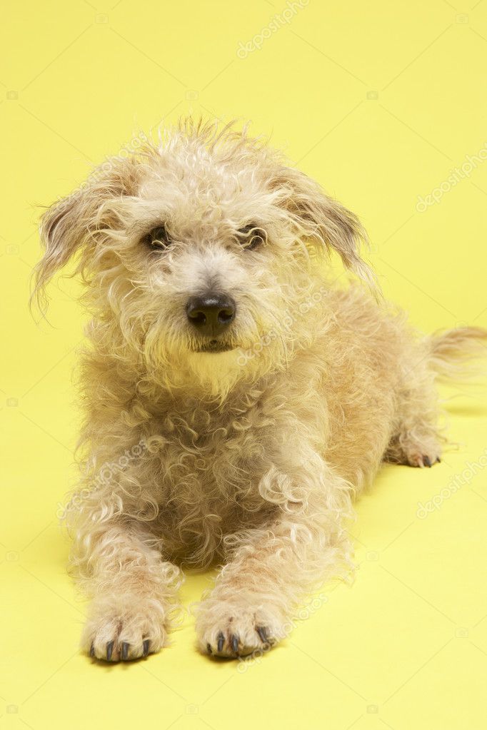 Petit Chien Bâtard Assis En Studio Photographie