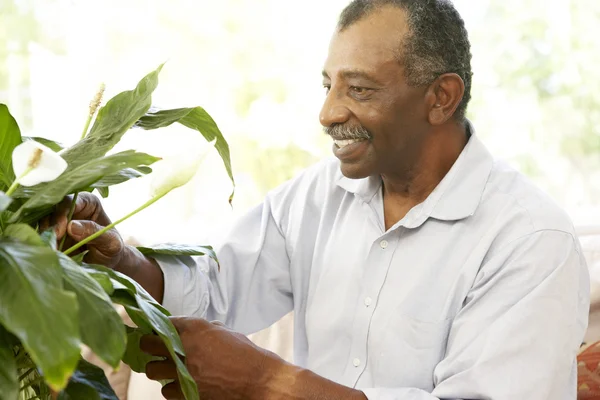 Starszy mężczyzna poszukuje po Roślina doniczkowa — Zdjęcie stockowe
