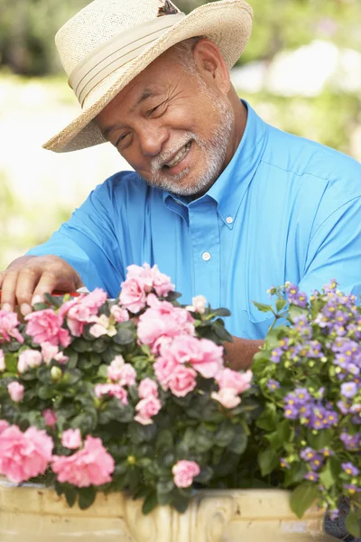 Senior Mannen Trädgårdsskötsel — Stockfoto