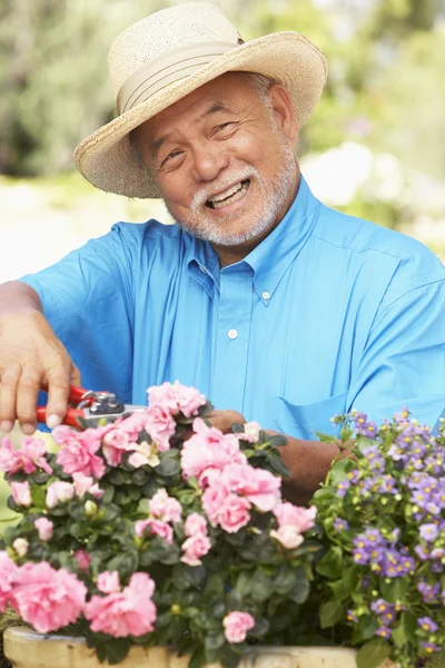 Starszy Mężczyzna Ogrodnictwo — Zdjęcie stockowe