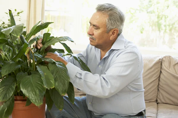 Senior man thuis op zoek na kamerplant — Stockfoto