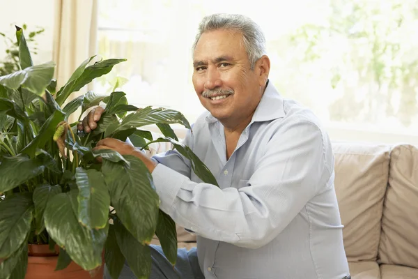 Senior zu Hause kümmert sich um Zimmerpflanze — Stockfoto