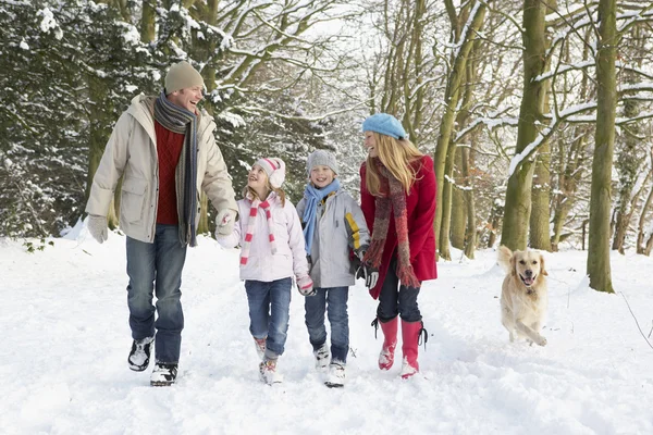 Chien de promenade en famille à travers les bois enneigés Image En Vente
