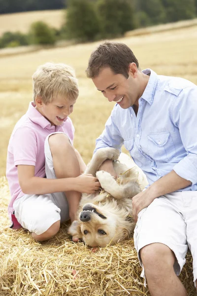 父と息子の収穫フィールでわら俵の上に犬と一緒に座っています — ストック写真