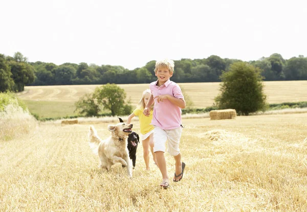 Menino Com Cães Correndo Através Campo Colheita Verão — Fotografia de Stock
