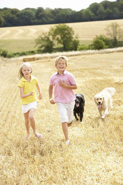 여름 수확된 필드를 통해 실행 개를 가진 아이 들 — 스톡 사진