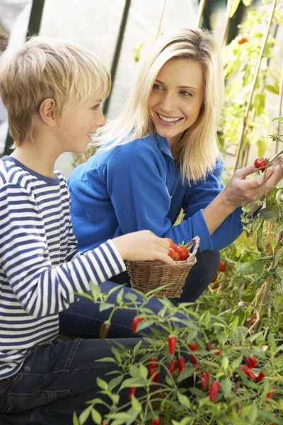 Mujer joven con adolescente cosechando tomates — Foto de Stock