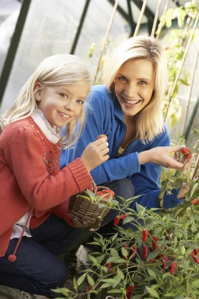 Junge Frau mit Kind bei der Tomatenernte — Stockfoto