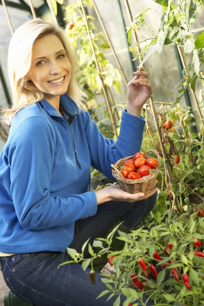 Genç kadın domates hasat — Stok fotoğraf