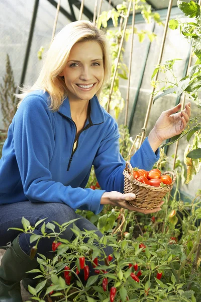 Young woman harvesting tomatoes — Stock Photo, Image