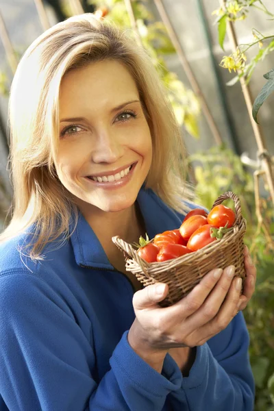 Giovane donna raccolta di pomodori — Foto Stock