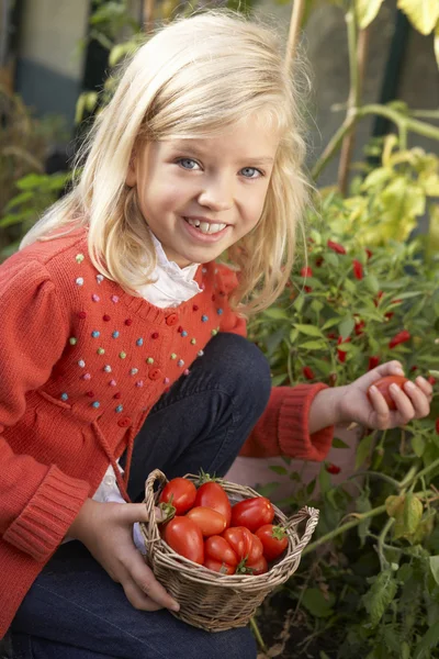 Kleinkind erntet Tomaten — Stockfoto