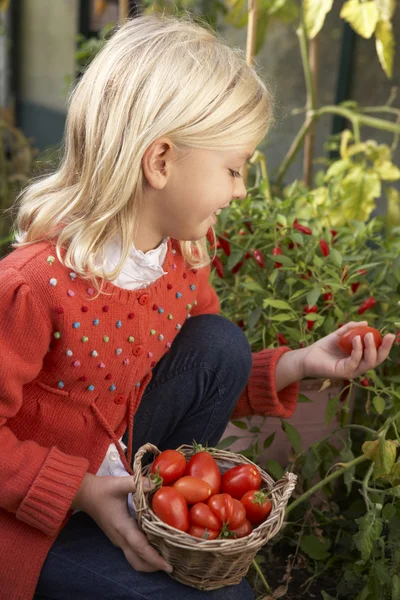 Jovem criança colhendo tomates — Fotografia de Stock