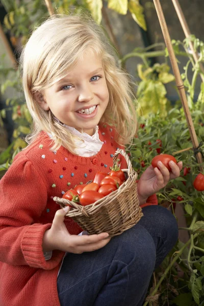 Маленька дитина збирає помідори — стокове фото