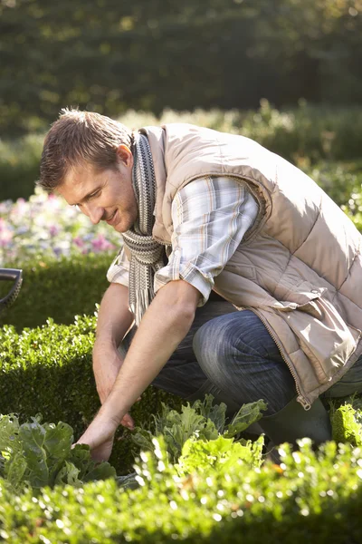 Молодий чоловік працює в саду — стокове фото