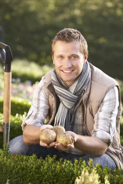 Mladý muž pózuje s bramborami v zahradě — Stock fotografie