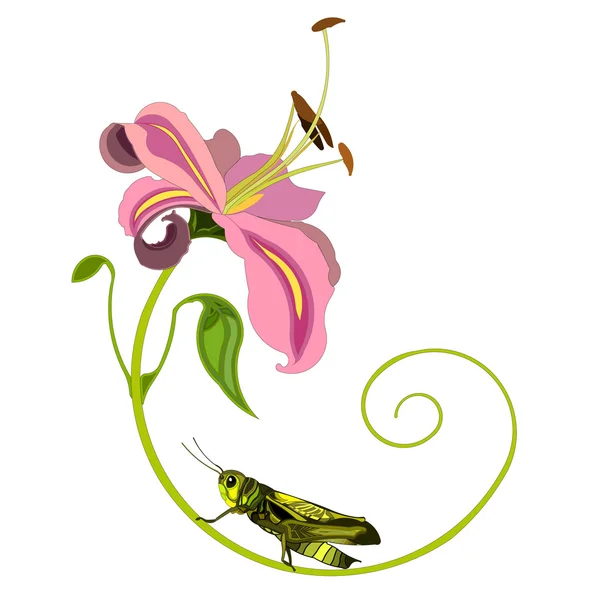 Flower And Grasshopper — Stock Vector