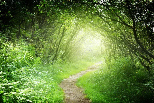 Chemin dans la forêt profonde — Photo
