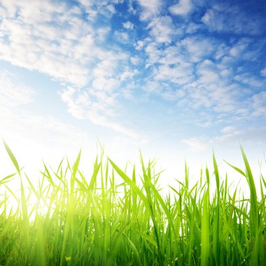 Grass and cloudy sky clipart