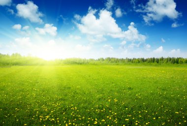 Field of spring flowers and perfect sky clipart