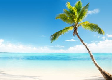 Caribbean sea and coconut palm clipart