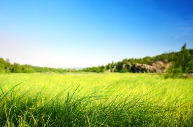 Field of grass in north mountain (shallow DOF) clipart