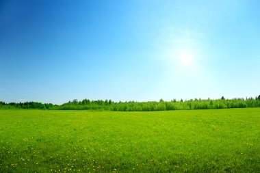 Field of dandelions clipart