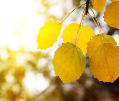 Autumn yellow leaves of aspen clipart