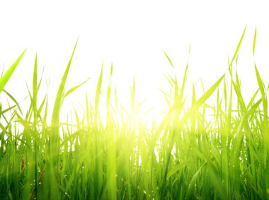 Grass and sun clipart