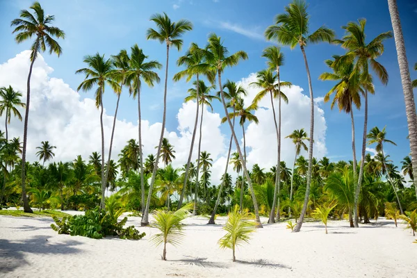 Пальмы по-доминикански — стоковое фото