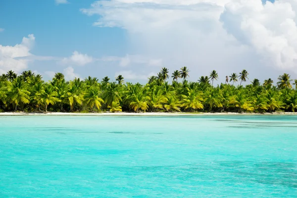 Palmy a Karibské moře — Stock fotografie