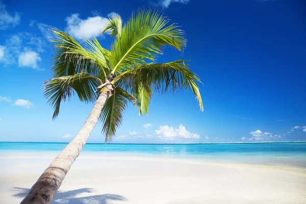 Oceano e palma — Foto Stock